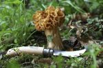 Coltello Opinel INOX N.08 funghi Champignons cod.3369/700 Knife